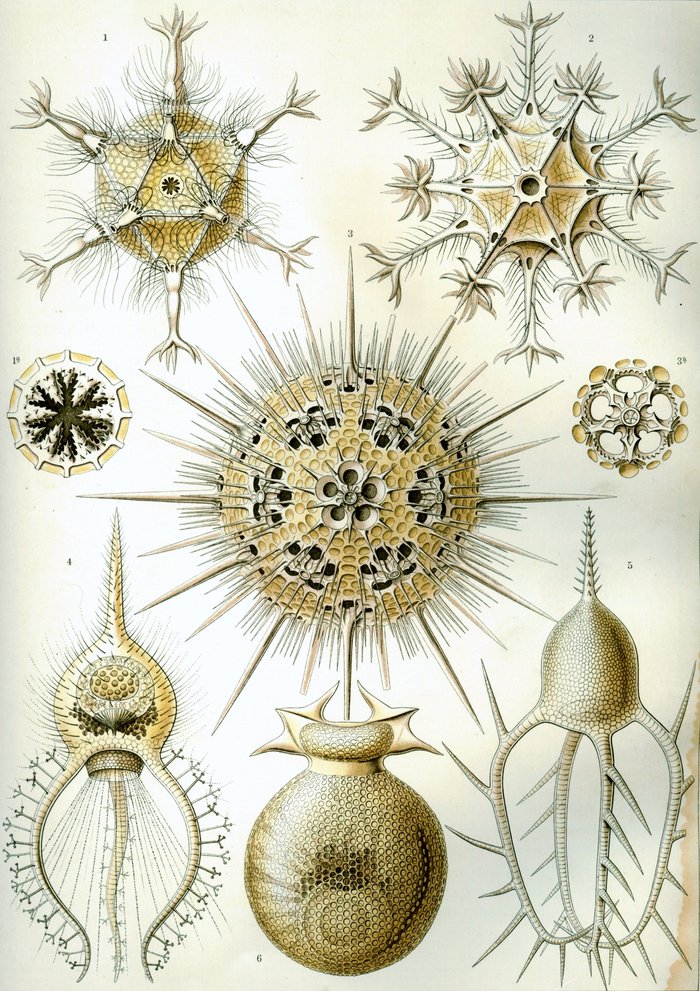Haeckel Phaeodaria