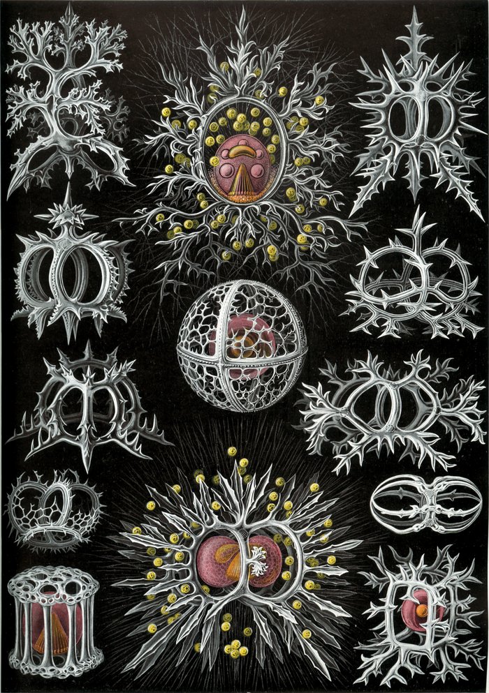 Haeckel Stephoidea