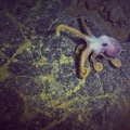 Octopus on basalt at Axial