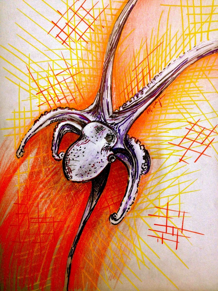 Graneledone Octopus sketch