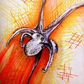 Graneledone Octopus sketch