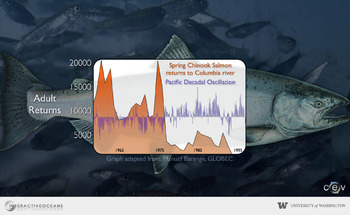 Spring chinook salmon returns to Columbia River