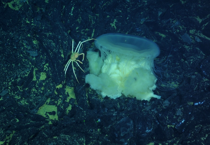 Fried Egg Jelly on the seafloor