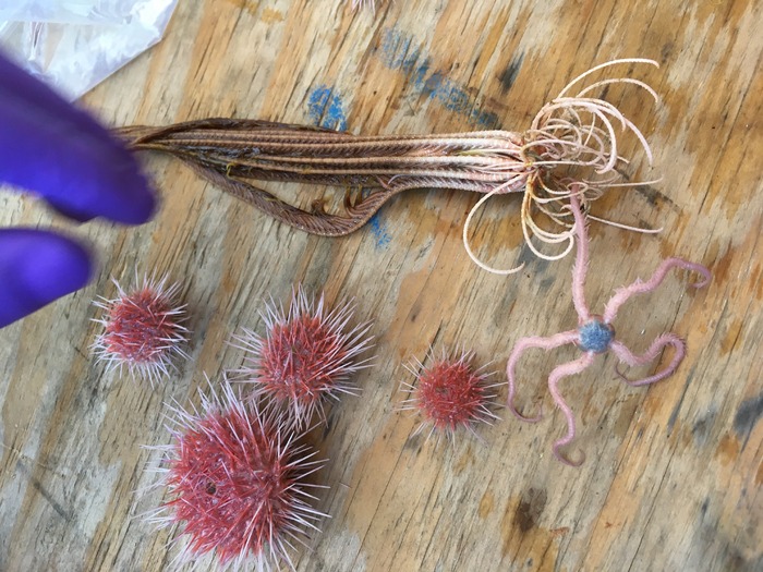 Brittle Stars, Crinoids, and Sea Urchins