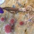 Brittle Stars, Crinoids, and Sea Urchins