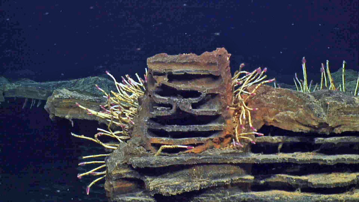Odd Sculpture on the Seafloor With Tubeworms