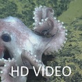 Mollusks at Axial Video