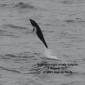 Northern right whale dolphin