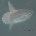 Ocean sunfish Mola mola