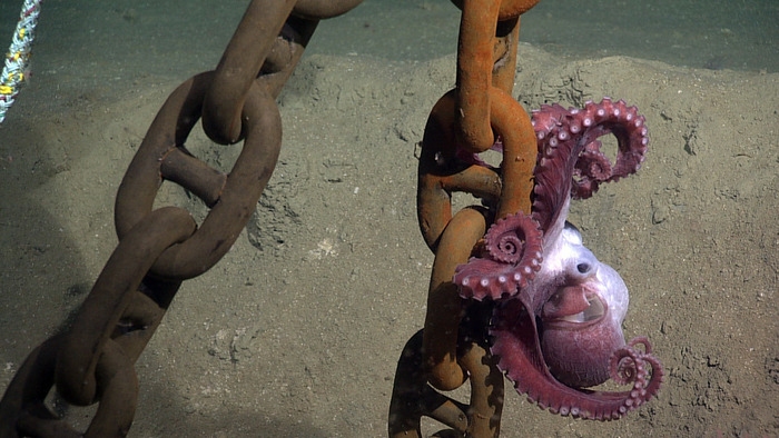 Octopus at 9500 ft Beneath the Ocean's Surface