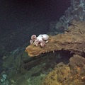 Octopus at Escargot