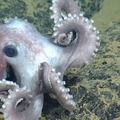 Octopus Video 4 At Axial Seamount