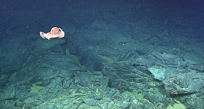 Axial Seamount Octopus