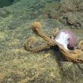 Octopus 1 Video Axial Seamount
