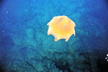 Dumbo Octopus from above