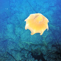 Dumbo Octopus from above