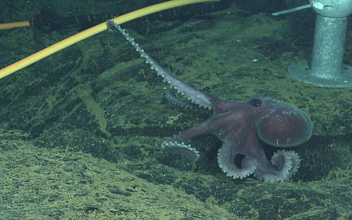 Graneledone Octopus investigates a Junction Box