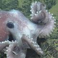 Graneledone Octopus up close