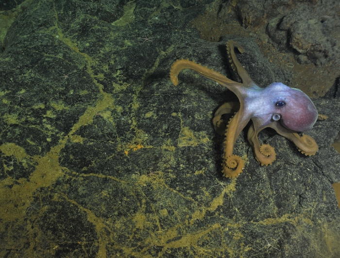 Graneledone Octopus on the lava rocks