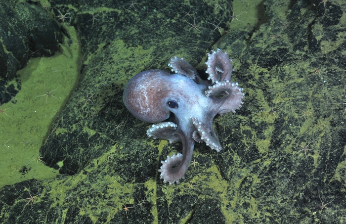 Graneledone Octopus on the rocks
