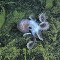 Graneledone Octopus on the rocks
