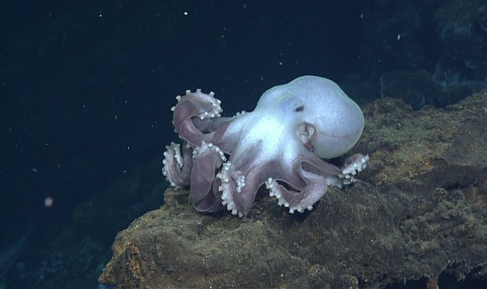 Graneledone Octopus