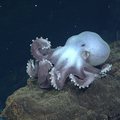 Graneledone Octopus at Axial