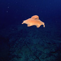 Dumbo Octopus at a Depth of 5728 feet