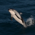 Pacific White-Sided Dolphin 