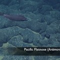 Pacific Flatnose 2