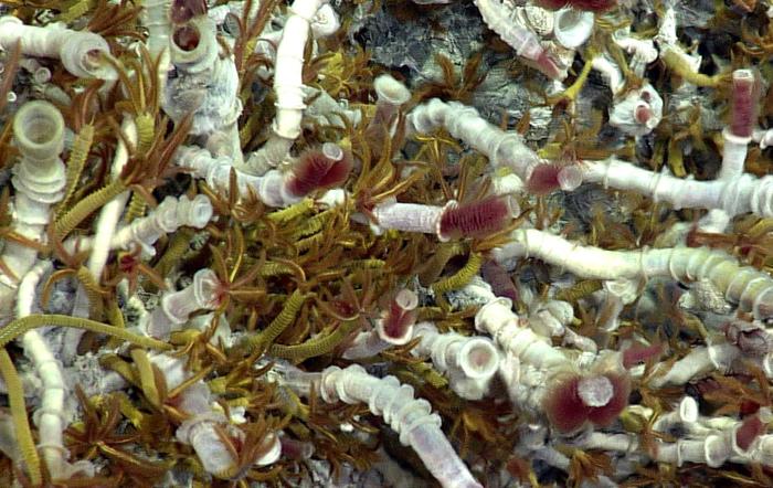 Palm Worms on a hydrothermal vent