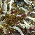 Palm Worms on a hydrothermal vent