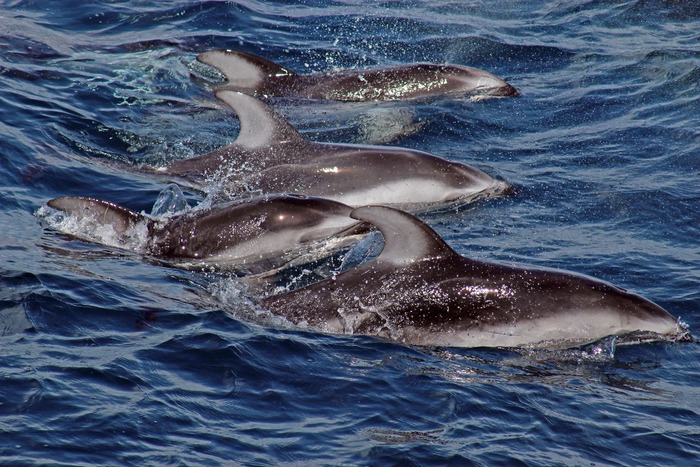 Four Porpoises Play in the Waves