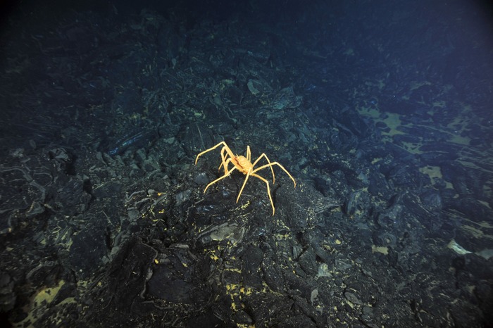 Spider Crab on glassy lava flow