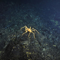 Crab Gingerly Walking Across Glassy Flow