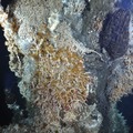Inferno Hydrothermal Vent 2013