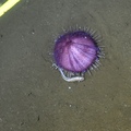 Spiny Sea Urchin