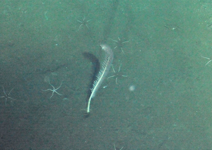 Sea Pen at Axial Base