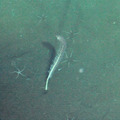 Sea Pen at Axial Base