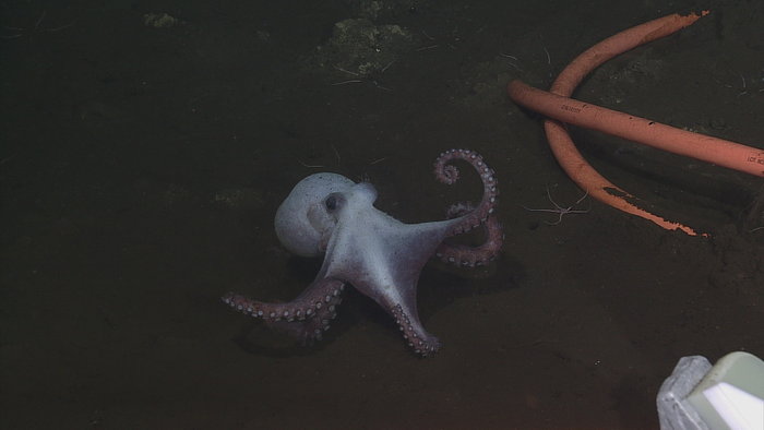 Octopus at Axial Base
