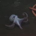 Octopus at Axial Base