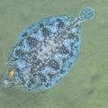 Deepsea sole closeup