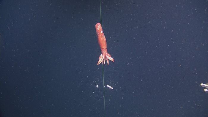 Gonatopsis borealis squid at EA Offshore