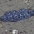 Juvenile deepsea sole