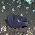 Curled up hagfish