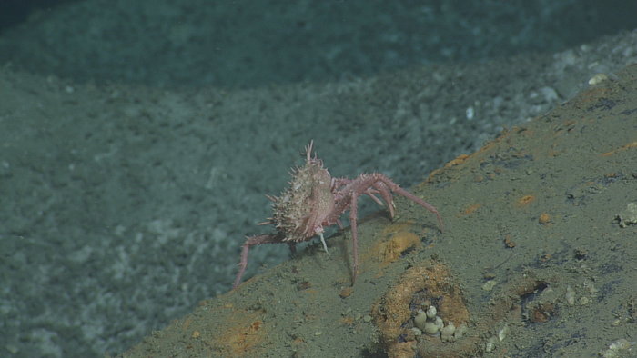 Spiny pink crab at Hydrate Ridge