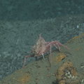 Spiny pink crab at Hydrate Ridge
