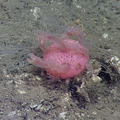 Soft Coral at Hydrate Ridge