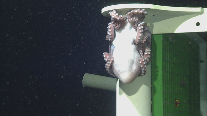 Deepsea Octopus clinging to MJ01A