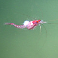 Shrimp closeup at Endurance Offshore